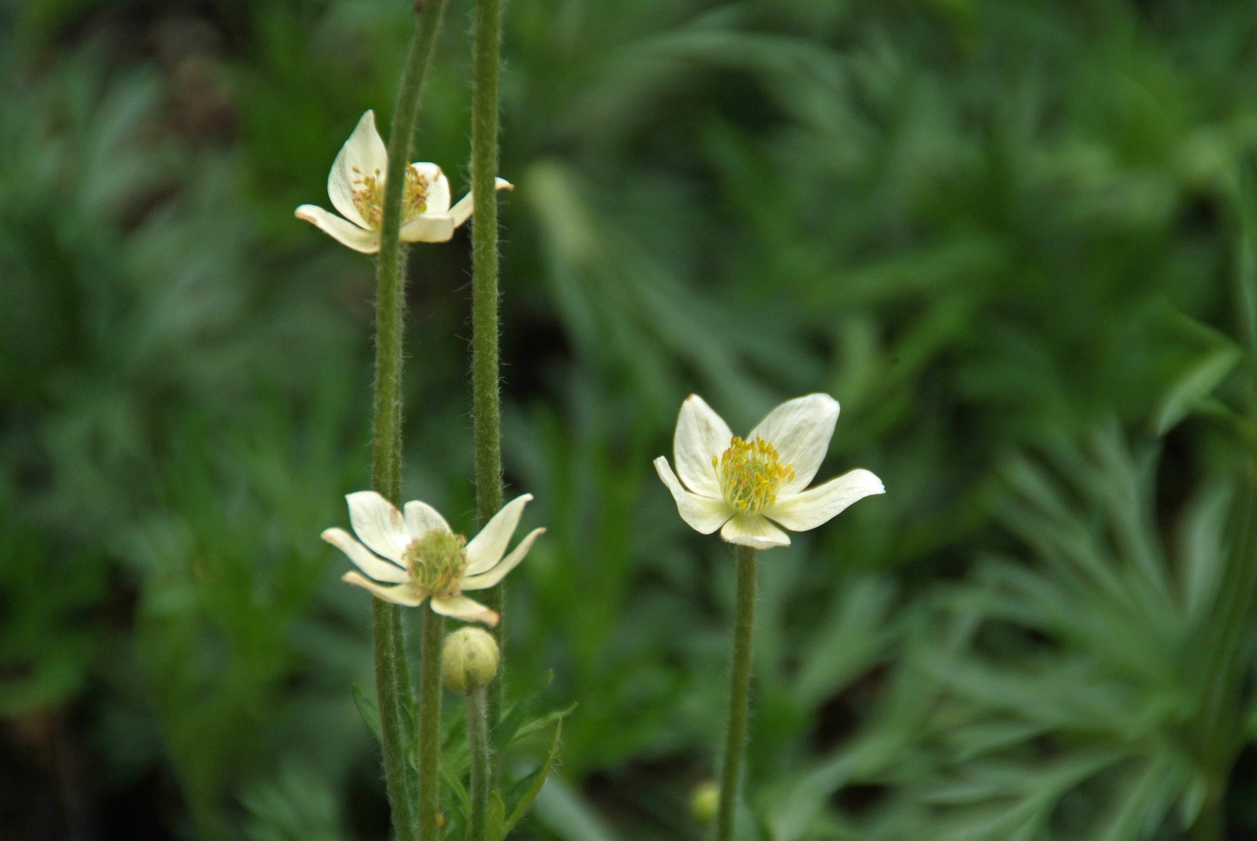 Anemone multifida  bestellen